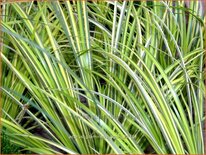 Acorus gramineus 'Ogon'