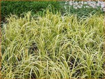 Acorus gramineus 'Ogon'