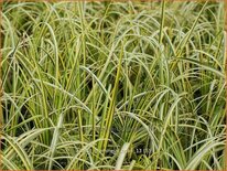 Acorus gramineus 'Ogon'