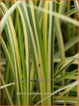 Acorus gramineus 'Ogon'