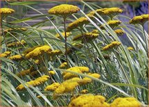 Achillea filipendulina &#39;Parker Variety&#39;