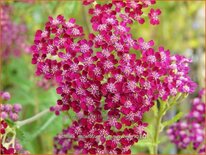 Achillea millefolium &#39;Summerwine&#39;