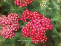 Achillea millefolium &#39;Summerwine&#39;