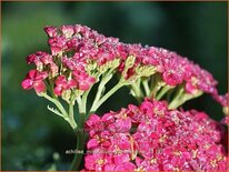 Achillea millefolium &#39;Summerwine&#39;