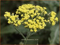 Achillea 'Moonshine'