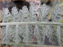 Achillea 'Moonshine'