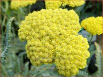 Achillea 'Moonshine'