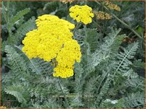 Achillea 'Moonshine'