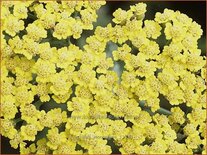 Achillea 'Moonshine'