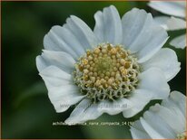 Achillea ptarmica &#39;Nana Compacta&#39;