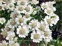 Achillea ptarmica &#39;Nana Compacta&#39;