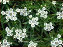 Achillea ptarmica &#39;Nana Compacta&#39;