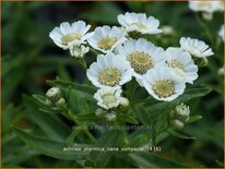 Achillea ptarmica &#39;Nana Compacta&#39;