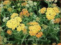 Achillea 'Terracotta'