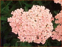 Achillea millefolium &#39;Lachsschönheit&#39;
