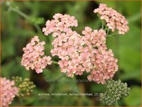 Achillea millefolium &#39;Lachsschönheit&#39;