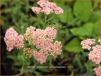 Achillea millefolium &#39;Lachsschönheit&#39;