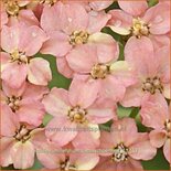 Achillea millefolium &#39;Lachsschönheit&#39;