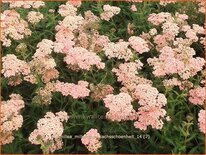 Achillea millefolium &#39;Lachsschönheit&#39;
