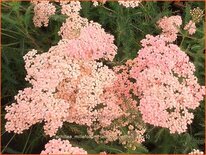 Achillea millefolium &#39;Lachsschönheit&#39;