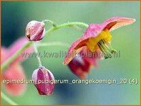 Epimedium pubigerum 'Orangekönigin'