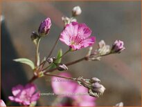 Gypsophila repens 'Rosa Schönheit'