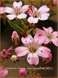 Gypsophila repens 'Rosa Schönheit'