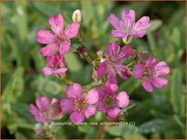 Gypsophila repens 'Rosa Schönheit'
