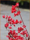 Heuchera sanguinea 'Leuchtkäfer'