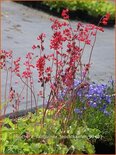 Heuchera sanguinea 'Leuchtkäfer'