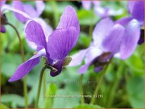 Viola odorata 'Königin Charlotte'