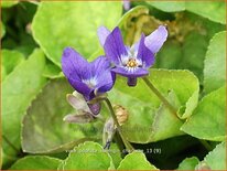 Viola odorata 'Königin Charlotte'