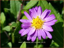 Aster ageratoides 'Ezo Murazaki'