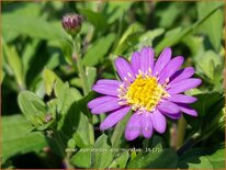 Aster ageratoides 'Ezo Murazaki'