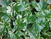 Acanthus 'Whitewater'