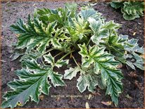Acanthus 'Whitewater'