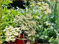 Achillea 'Hymne'