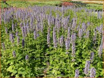 Agastache 'Blue Fortune'