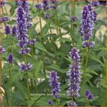 Agastache 'Blue Fortune'
