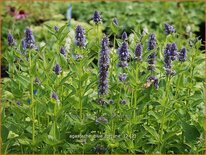 Agastache 'Blue Fortune'
