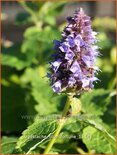 Agastache 'Blue Fortune'