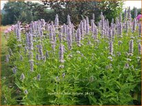 Agastache 'Blue Fortune'