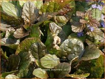 Ajuga reptans 'Braunherz'