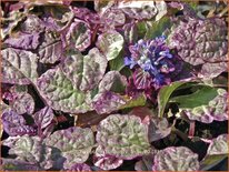 Ajuga reptans 'Burgundy Glow'