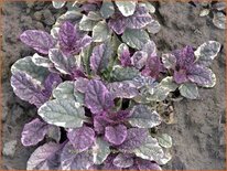 Ajuga reptans 'Burgundy Glow'