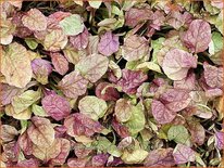 Ajuga reptans 'Burgundy Glow'