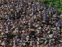 Ajuga reptans 'Burgundy Glow'