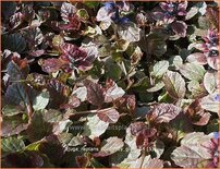 Ajuga reptans 'Burgundy Glow'