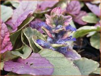 Ajuga reptans 'Burgundy Glow'