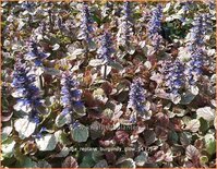 Ajuga reptans 'Burgundy Glow'